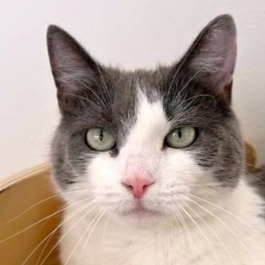 Lucy, a ADOPTABLE Domestic Short Hair in Port Chester, NY image 4/6