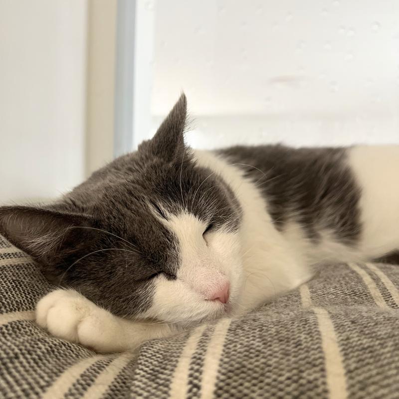 Enlarge Lucy, a ADOPTABLE Domestic Short Hair in Port Chester, NY image 4/4