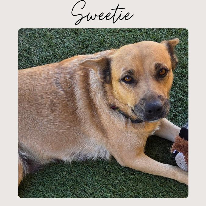 Enlarge SWEETIE, a Adoptable mixed breed in San Juan Capistrano, CA image 2/6