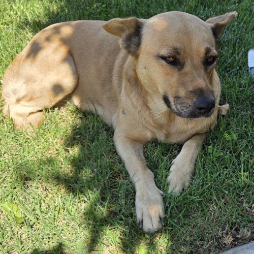 SWEETIE, a Adoptable mixed breed in San Juan Capistrano, CA image 3/6