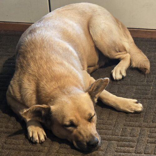 SWEETIE, a Adoptable mixed breed in San Juan Capistrano, CA image 4/6
