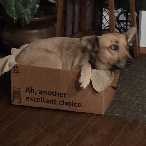 SWEETIE, a Adoptable mixed breed in San Juan Capistrano, CA image 5/6