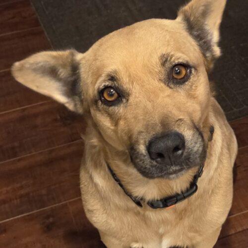 SWEETIE, a Adoptable mixed breed in San Juan Capistrano, CA image 6/6