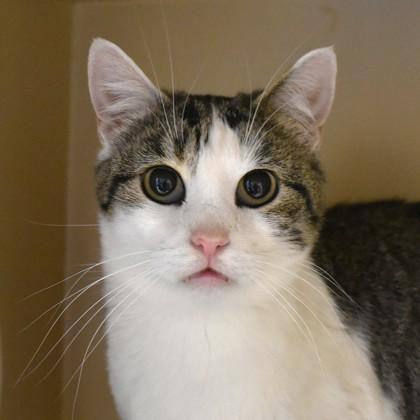 Ophelia, adoptable, Adult Female Domestic Short Hair.