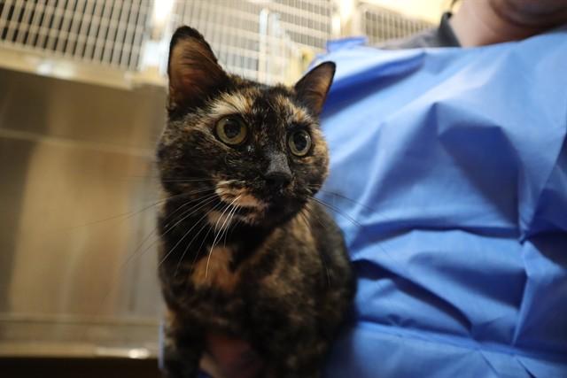 Enlarge BARBIE, a Adoptable Domestic Short Hair in Aliquippa, PA image 1/1