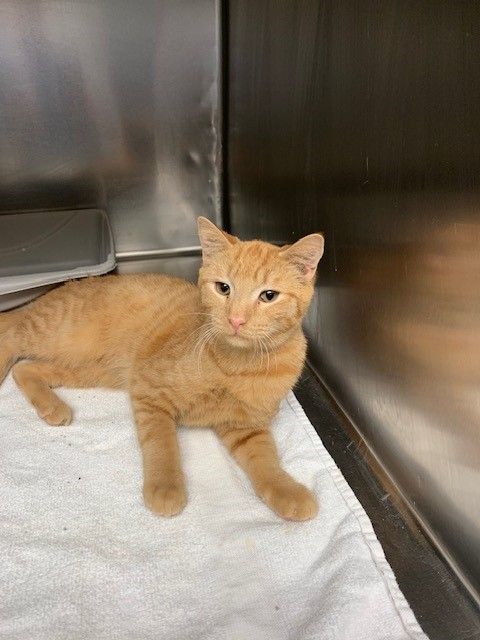 Clove, Adopted, Young Female American Shorthair.