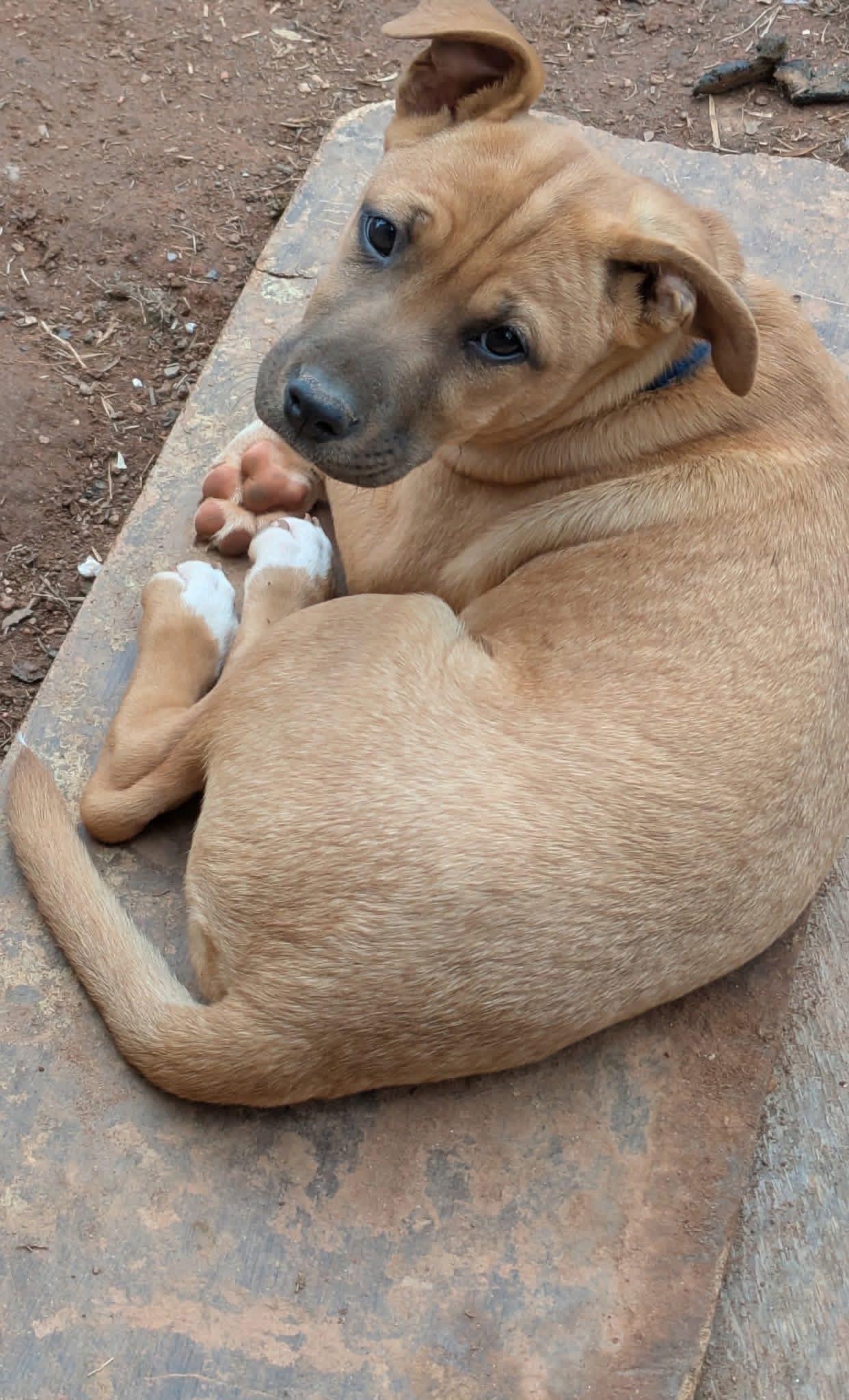 COURTESY POST...Bella, Adoptable, Puppy Female Catahoula Leopard Dog.