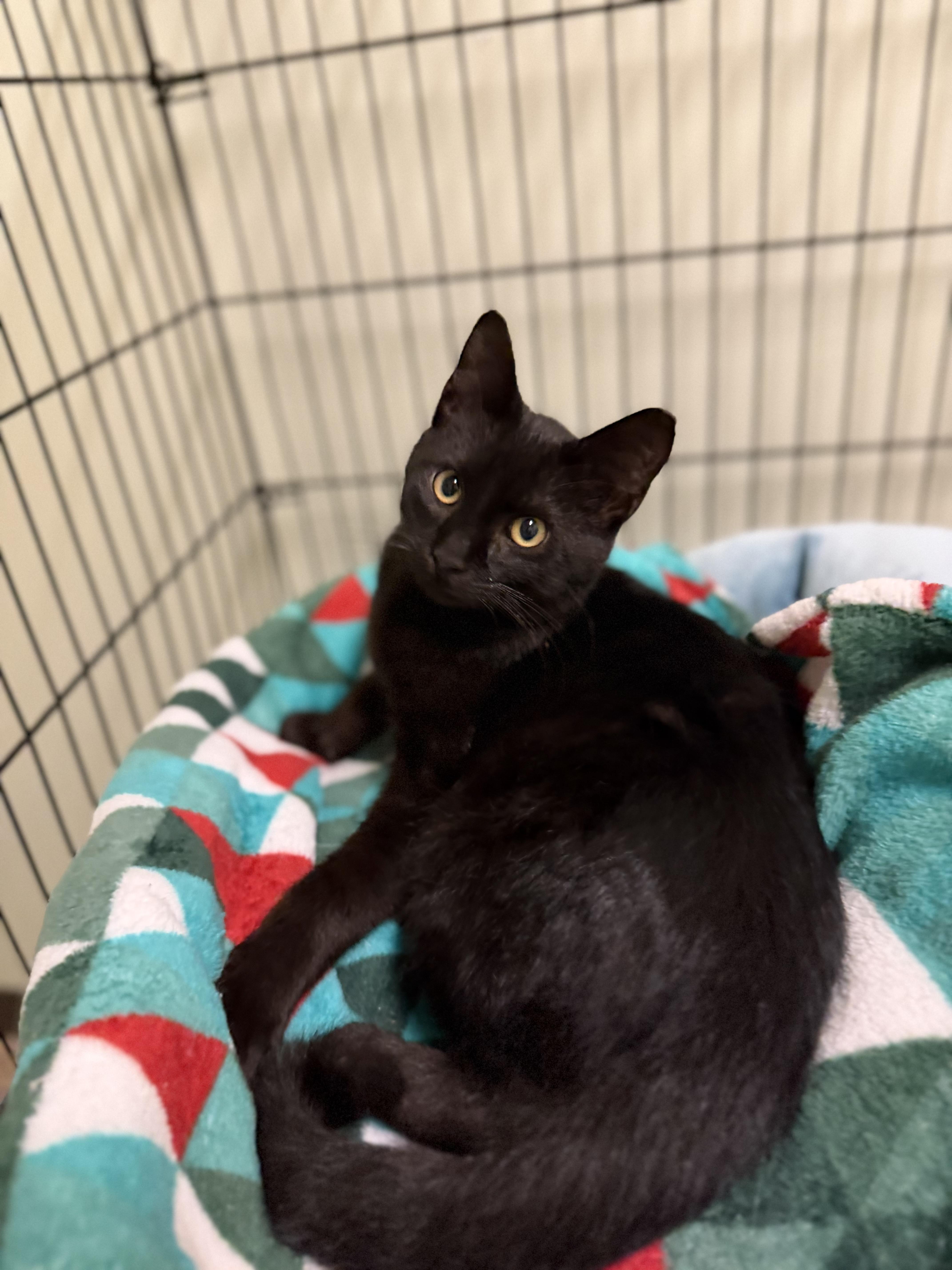 Enlarge Pocus, a Adoptable Domestic Short Hair in Dodgeville, WI image 1/3