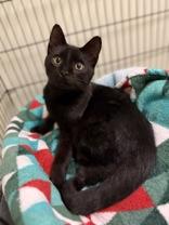 Enlarge Pocus, a Adoptable Domestic Short Hair in Dodgeville, WI image 3/3