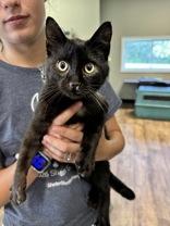 Enlarge Pocus, a Adoptable Domestic Short Hair in Dodgeville, WI image 2/3