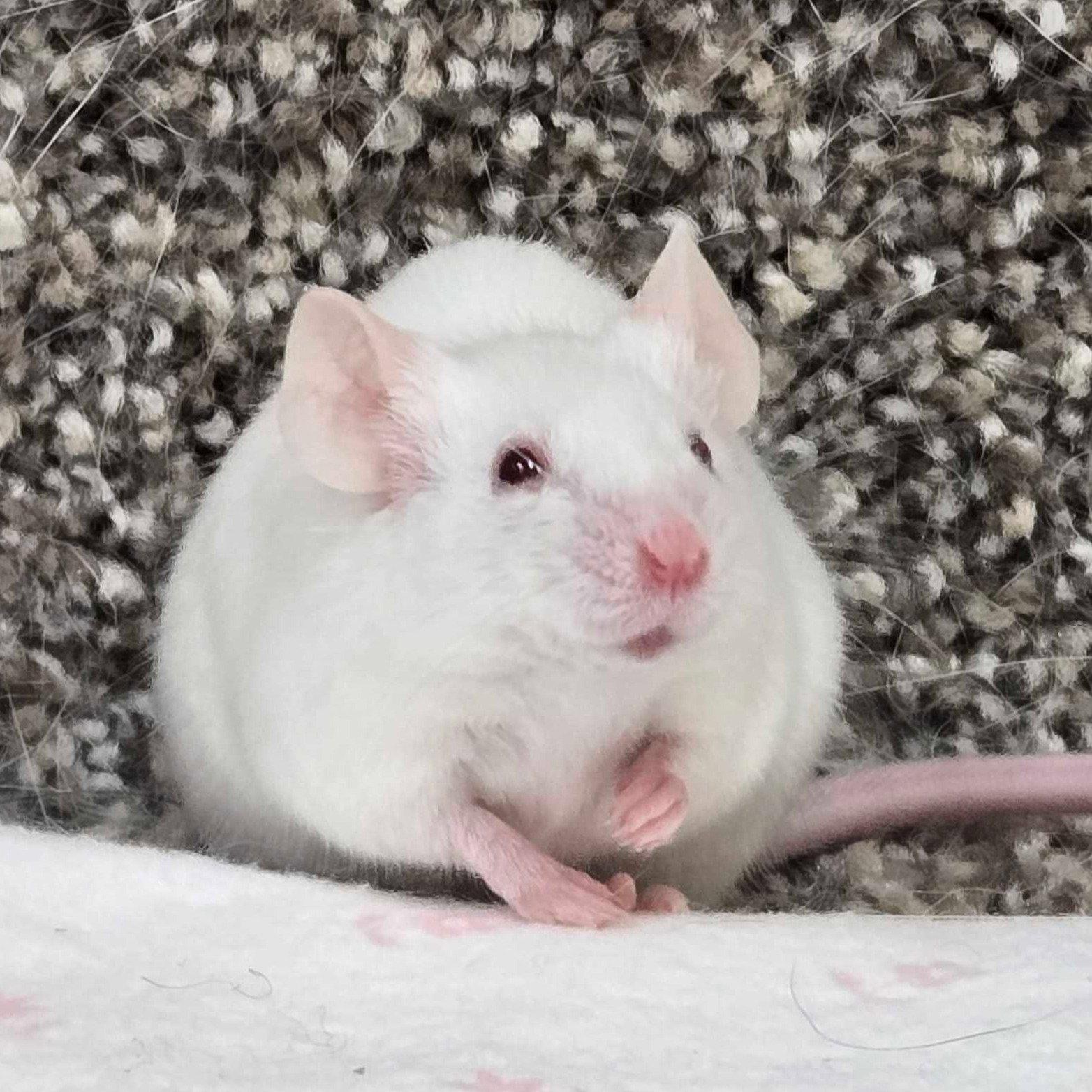 Mac, ADOPTABLE, Adult Female Mouse.