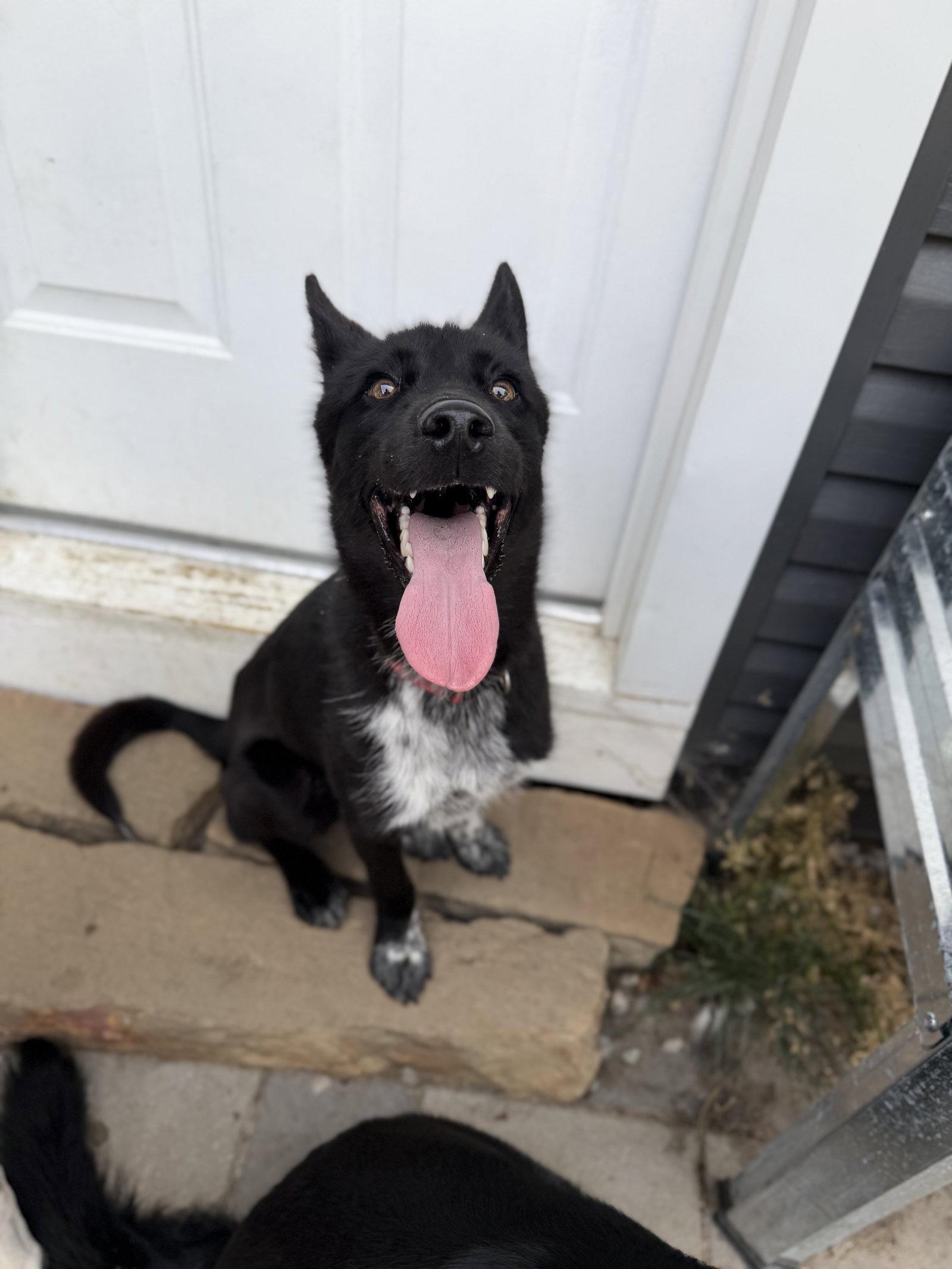 Khaos, Adoptable, Young Male Husky.