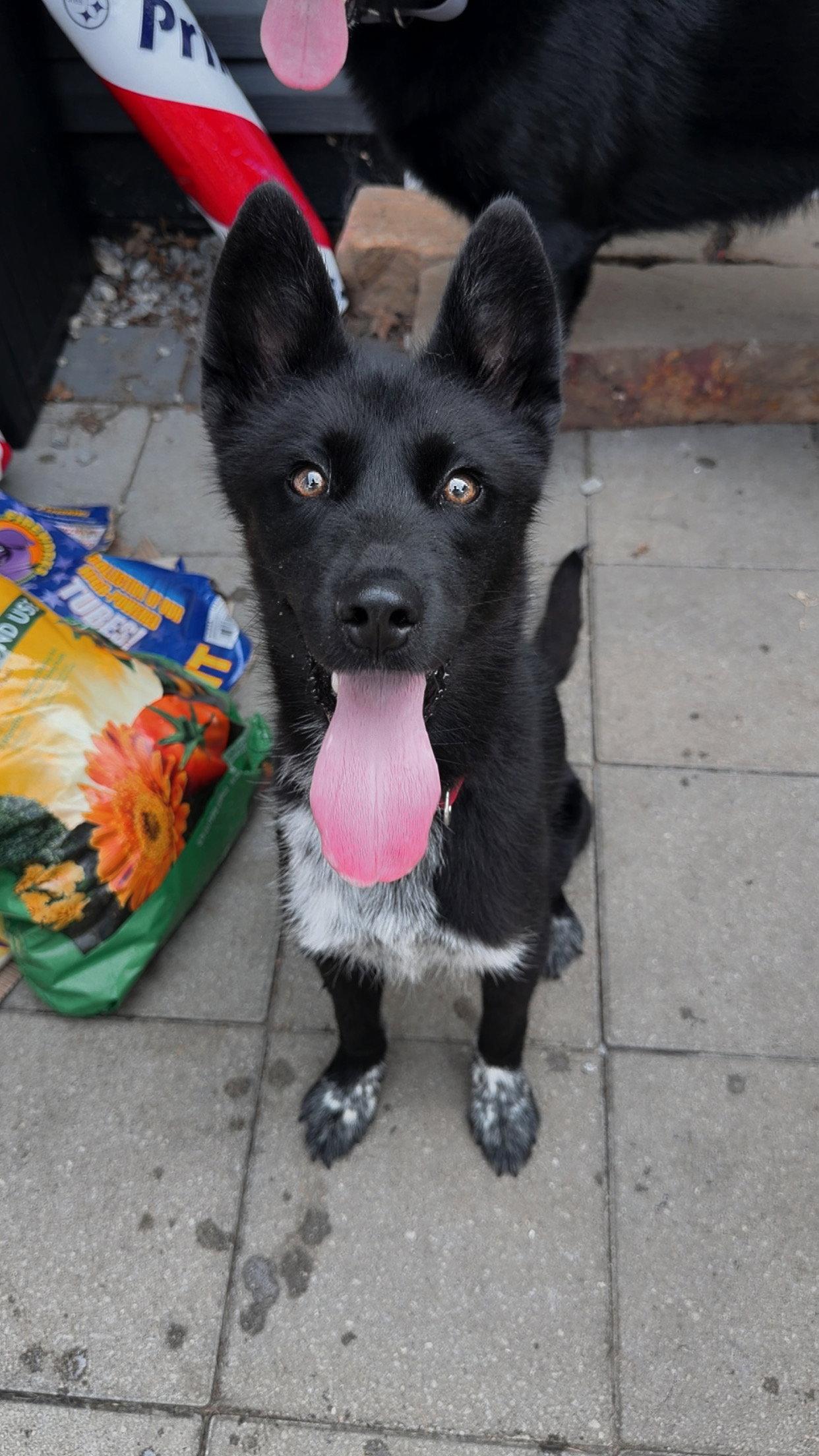 Enlarge Khaos, a Adoptable Husky in Akron, OH image 2/3