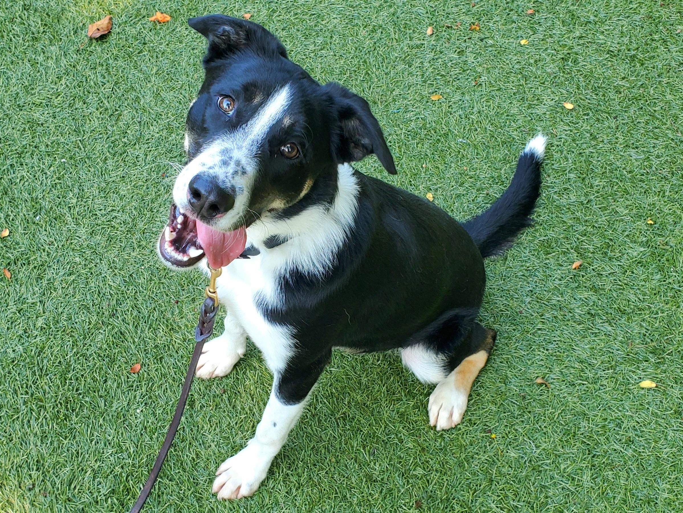 Enlarge Ranger, a Adoptable mixed breed in Port Washington, NY image 1/3