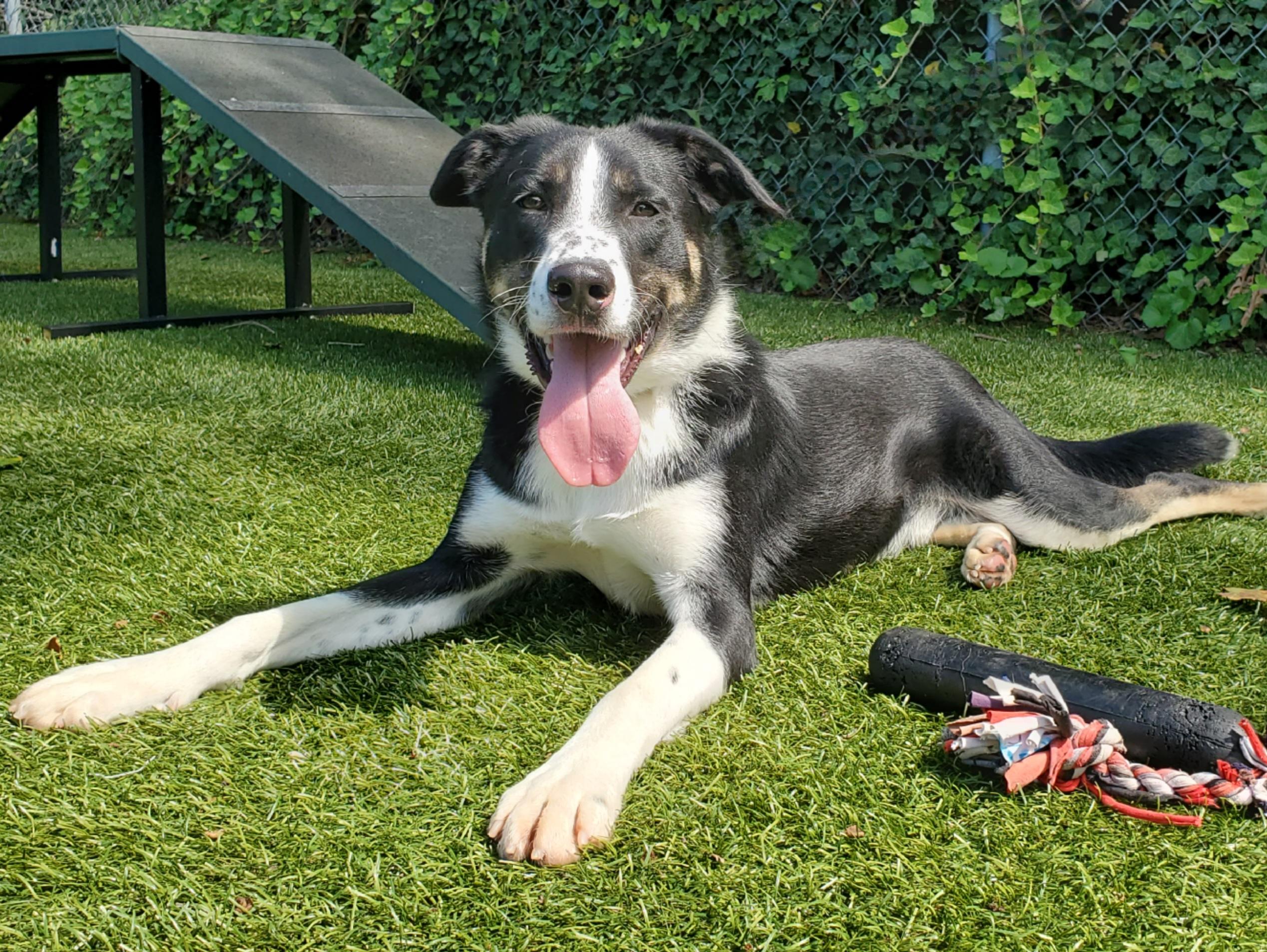 Enlarge Ranger, a Adoptable mixed breed in Port Washington, NY image 2/3