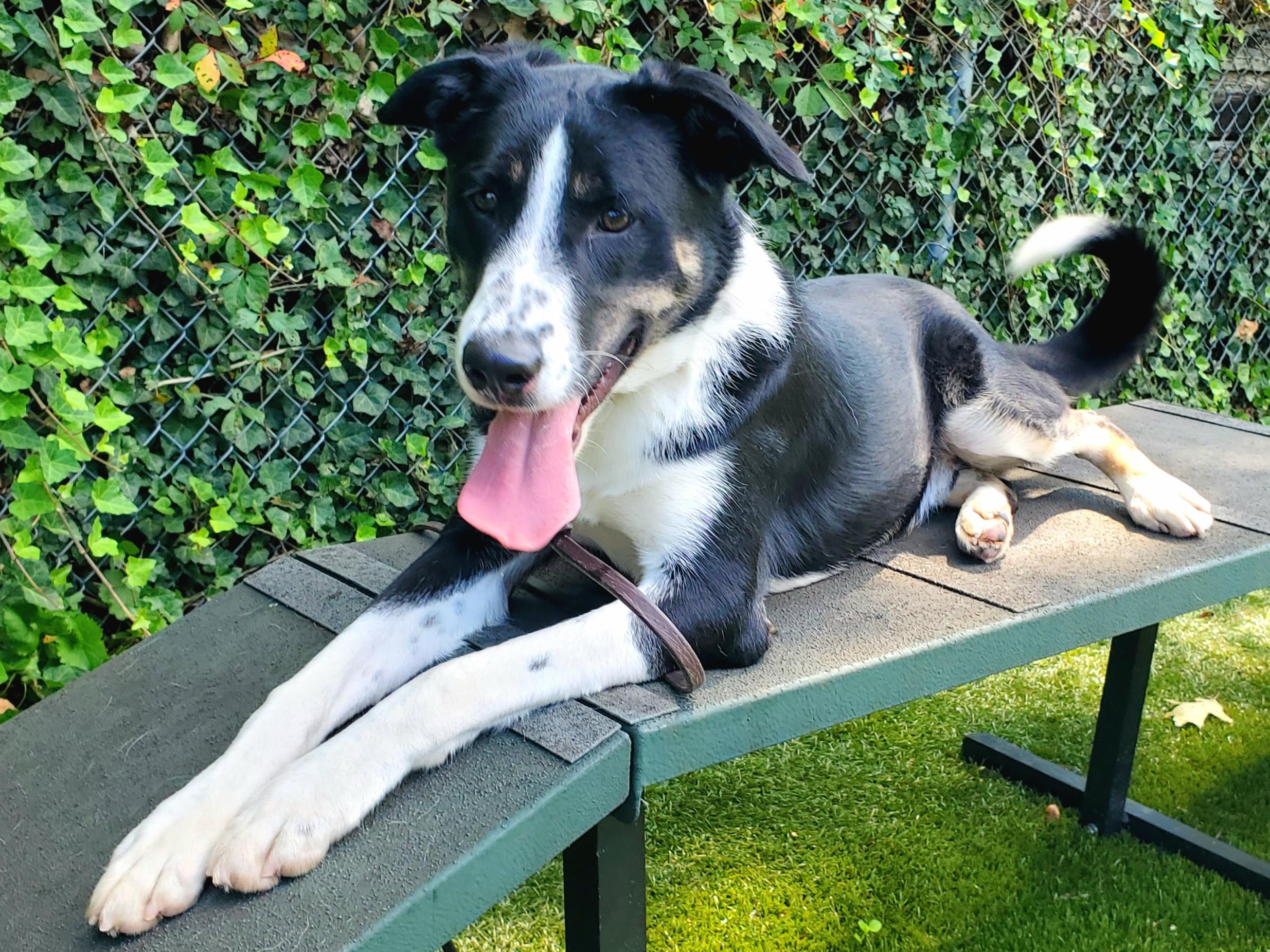 Enlarge Ranger, a Adoptable mixed breed in Port Washington, NY image 3/3