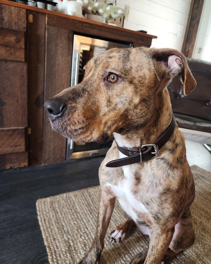 Buck, Adoptable, Adult Male Mixed Breed.