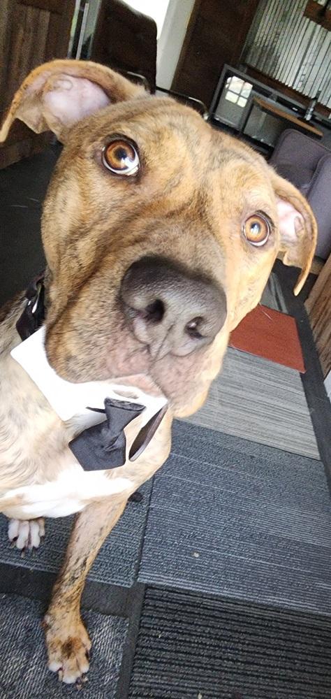 Enlarge Buck, a Adoptable mixed breed in Grand Rapids, MI image 2/6