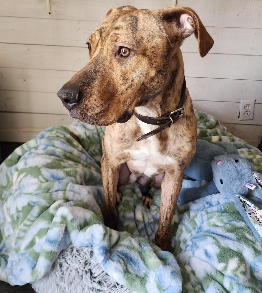 Enlarge Buck, a Adoptable mixed breed in Grand Rapids, MI image 3/6