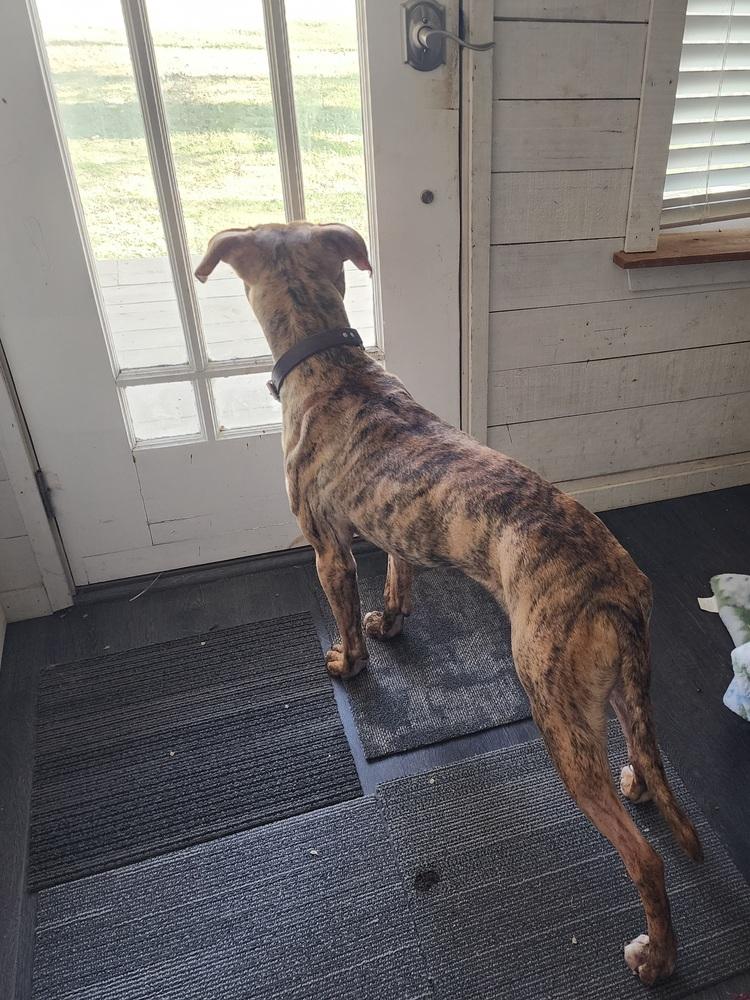 Enlarge Buck, a Adoptable mixed breed in Grand Rapids, MI image 4/6