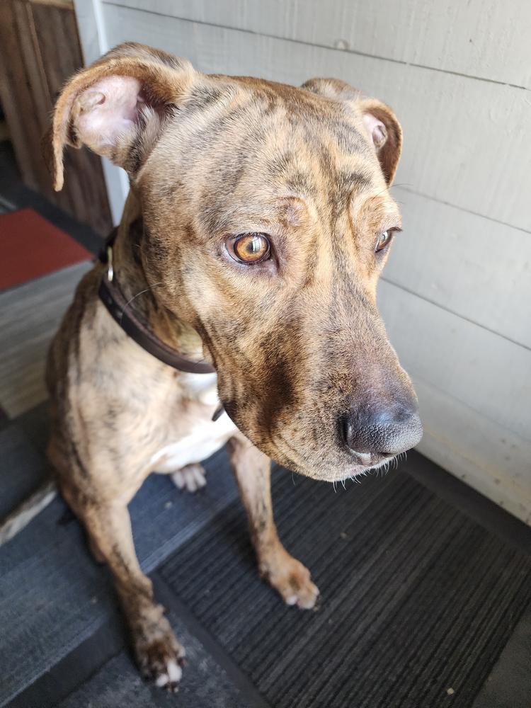 Enlarge Buck, a Adoptable mixed breed in Grand Rapids, MI image 5/6