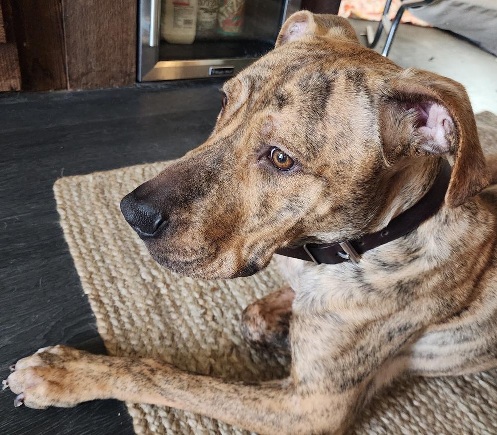 Enlarge Buck, a Adoptable mixed breed in Grand Rapids, MI image 6/6