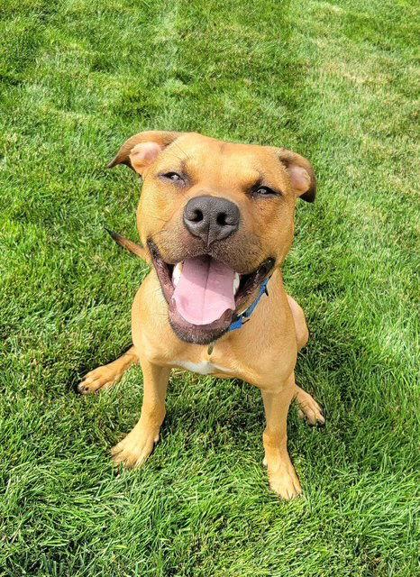 Saturn, Adoptable, Adult Male Pit Bull Terrier.