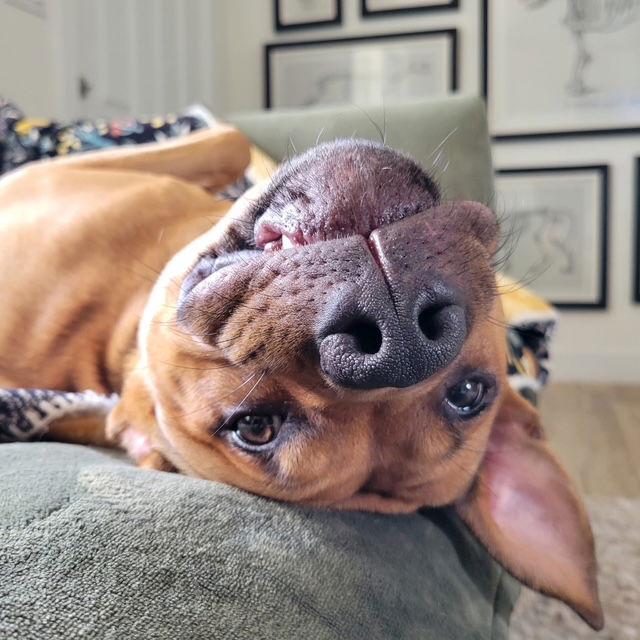 Saturn, a Adoptable Pit Bull Terrier in Fort Collins, CO image 2/3