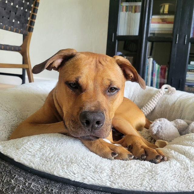 Saturn, a Adoptable Pit Bull Terrier in Fort Collins, CO image 3/3
