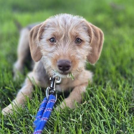 Enlarge King Kong D71384, a Adoptable mixed breed in Minnetonka, MN image 2/3