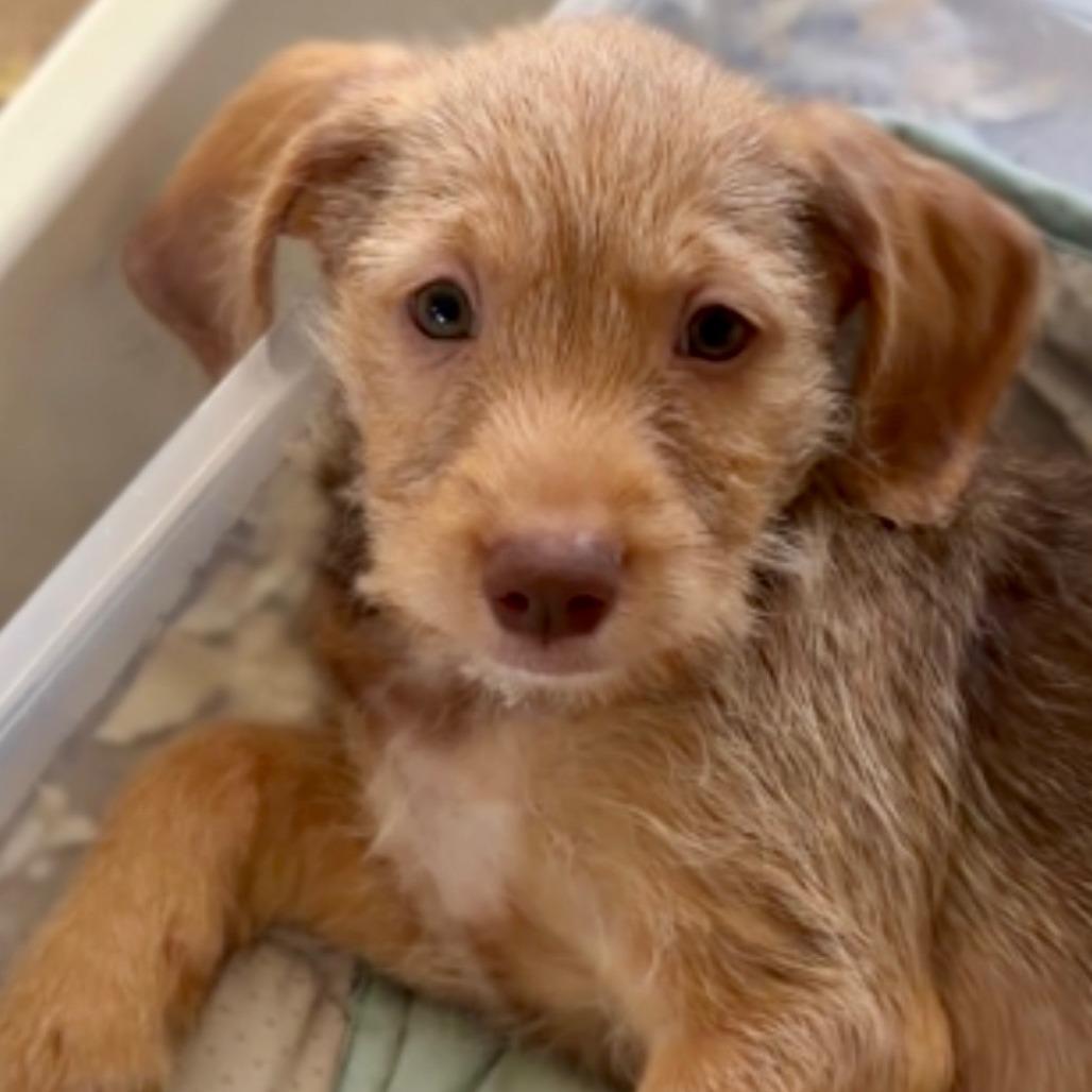 Enlarge King Kong D71384, a Adoptable mixed breed in Minnetonka, MN image 3/3