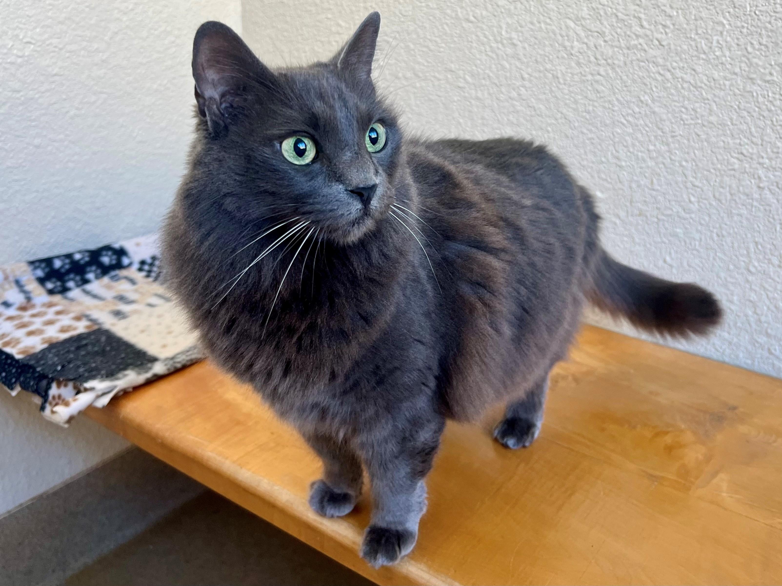 Izzy, Senior Female Domestic Long Hair