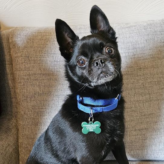 Enlarge Dobby Lou, an adopted mixed breed in Toledo, OH image 2/3