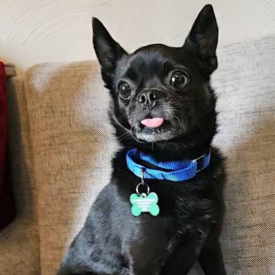 Enlarge Dobby Lou, an adopted mixed breed in Toledo, OH image 3/3