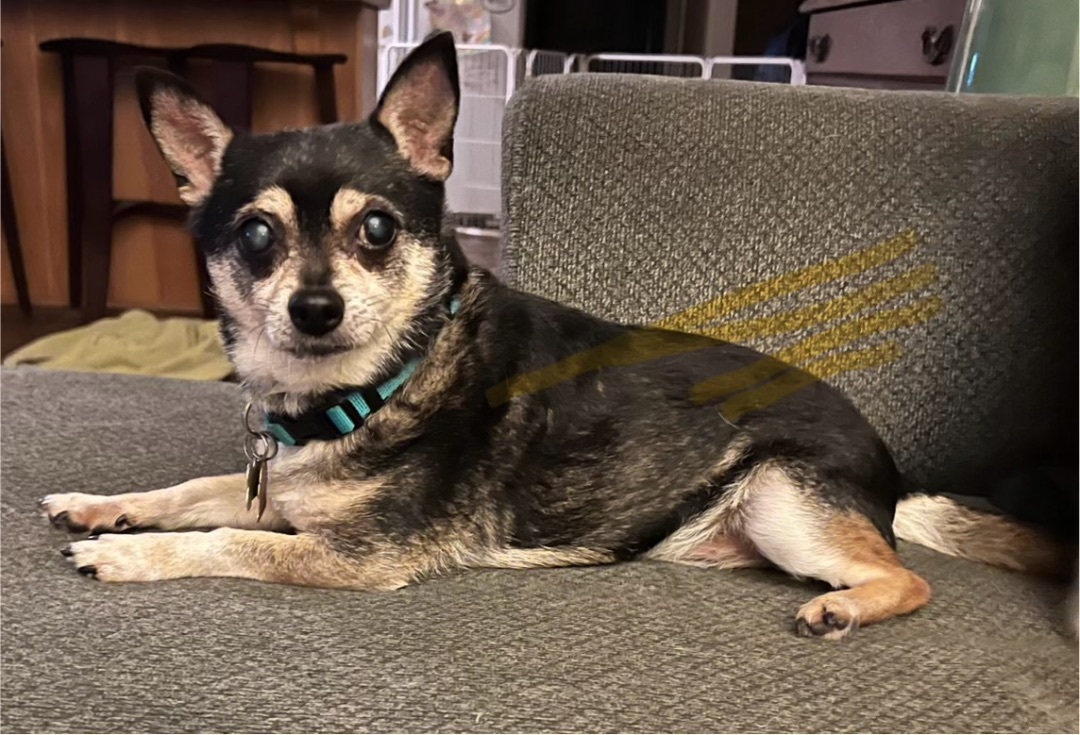 Jasper, an adoptable Chihuahua in Davis, CA, 95616 | Photo Image 1