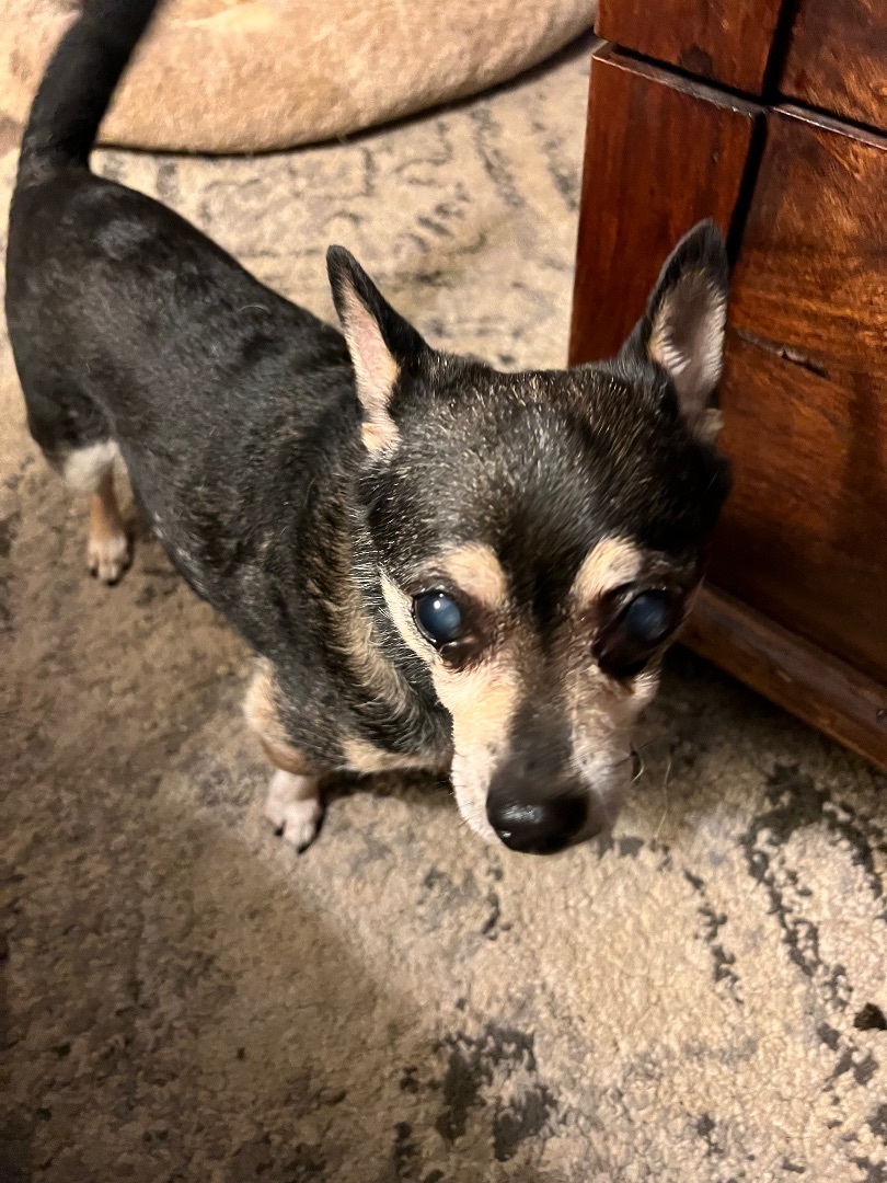 Jasper, an adoptable Chihuahua in Davis, CA, 95616 | Photo Image 4