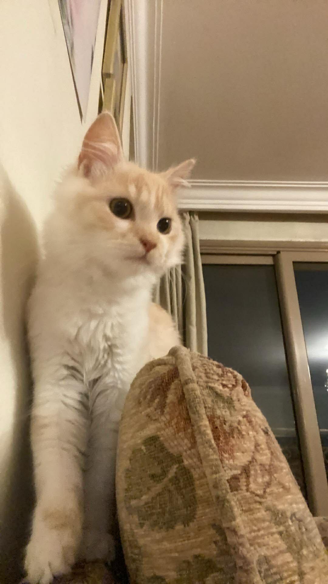 Leo C, ADOPTABLE, Young Male Ragamuffin.