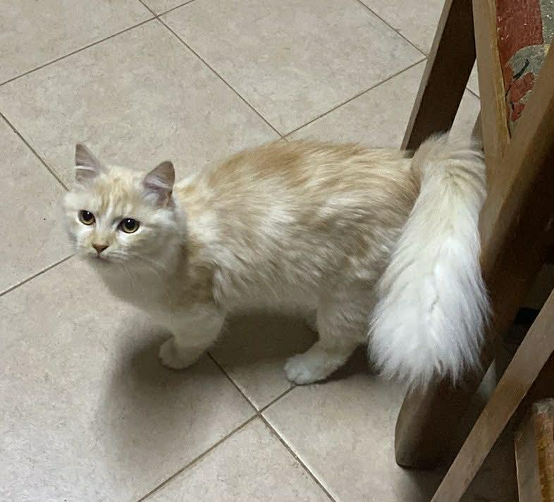 Leo C, a ADOPTABLE mixed breed in Brampton, ON image 4/4