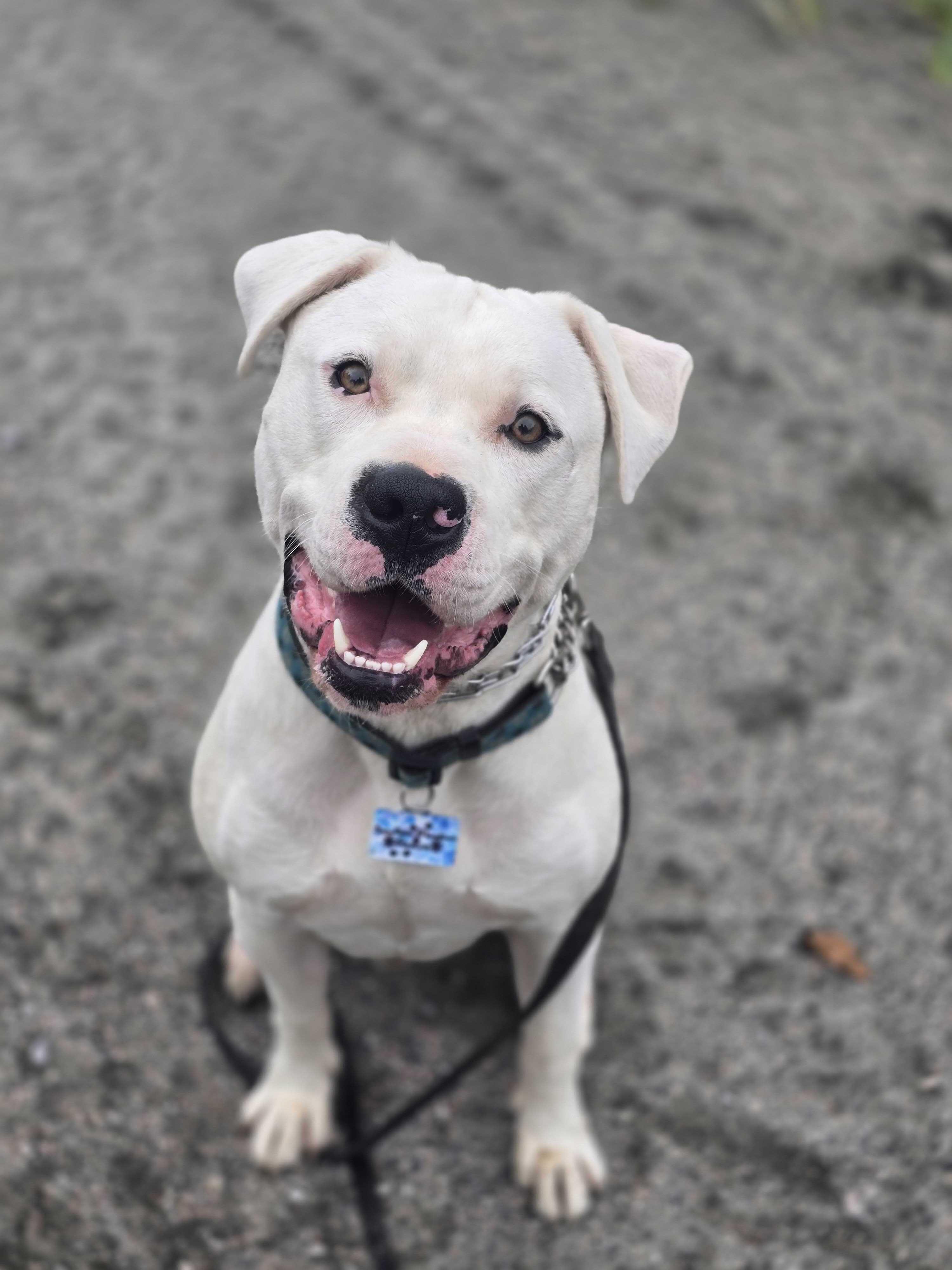 Enlarge Blizzard, a Adoptable mixed breed in Minden, ON image 1/5