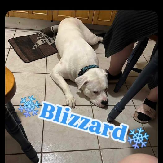 Blizzard, an adoptable American Bully in Minden, ON, K0M 2K0 | Photo Image 1