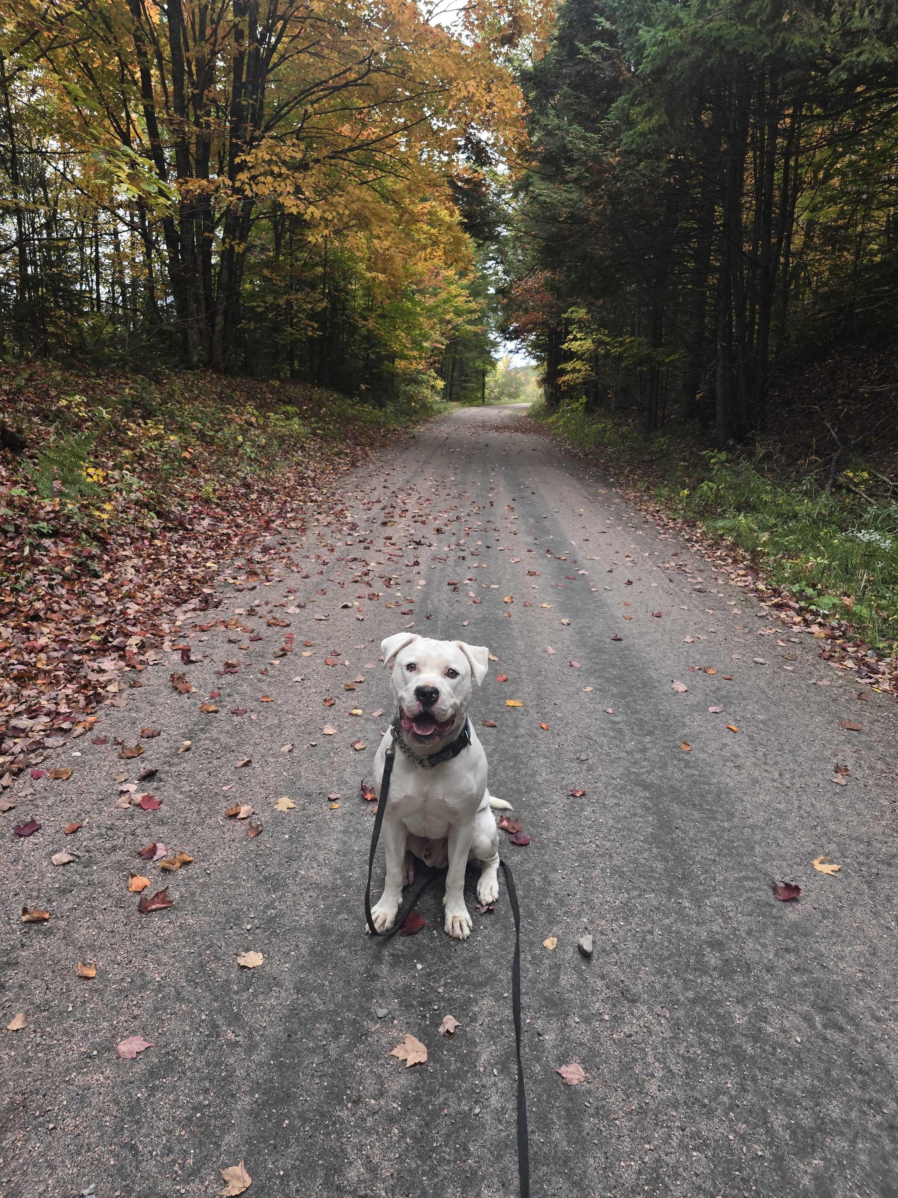 Enlarge Blizzard, a Adoptable mixed breed in Minden, ON image 5/5