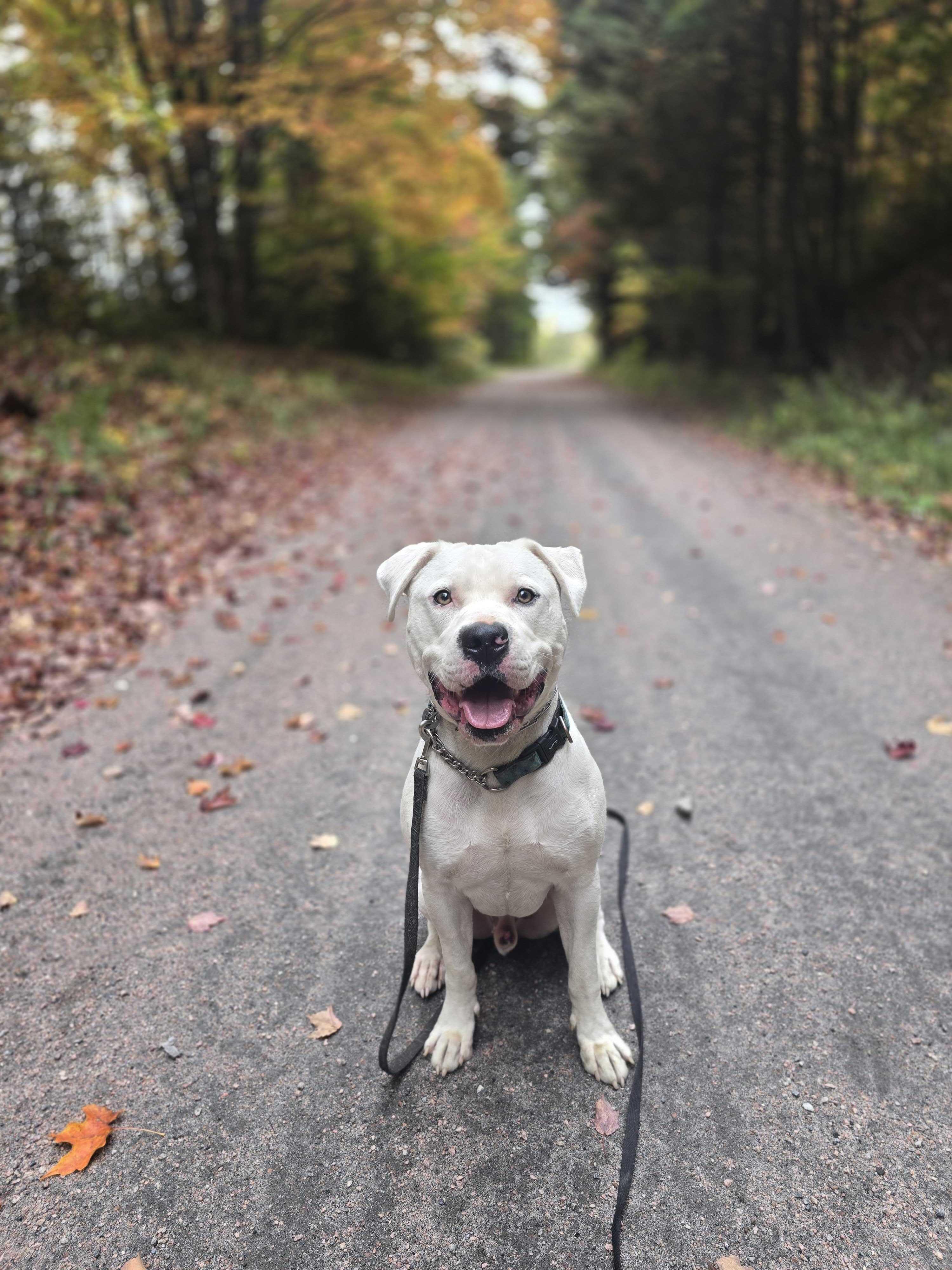 Enlarge Blizzard, a Adoptable mixed breed in Minden, ON image 2/5