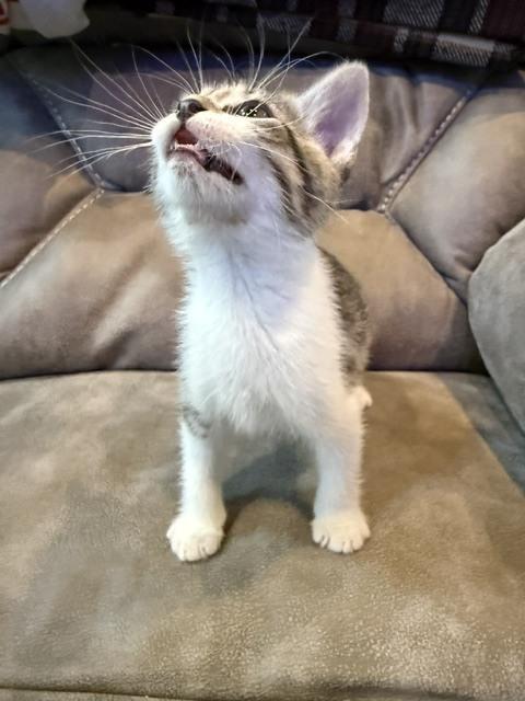 Oliver, Adoptable, Kitten Male Domestic Short Hair.