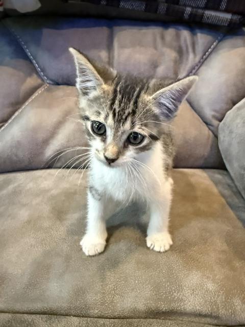 Enlarge Oliver, a Adoptable Domestic Short Hair in Chattanooga, TN image 2/3