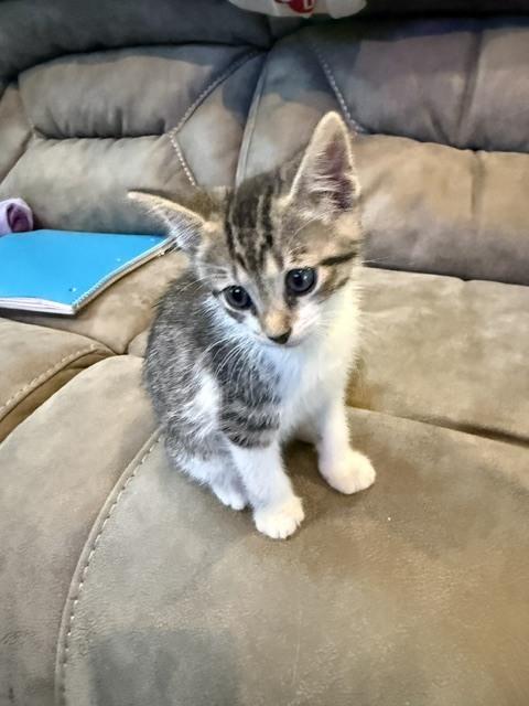 Enlarge Oliver, a Adoptable Domestic Short Hair in Chattanooga, TN image 3/3