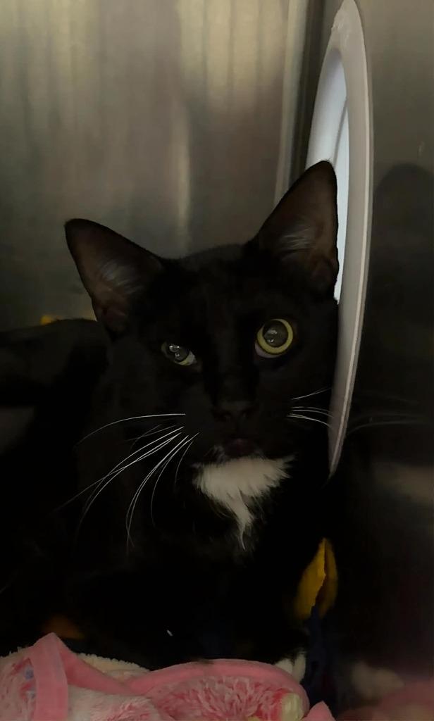 Irwin, Adoptable, Young Male Domestic Short Hair.