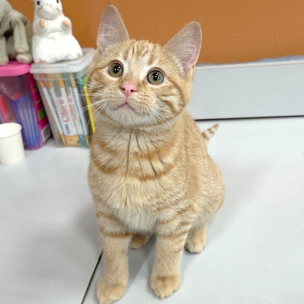 Enlarge Obi, a Adoptable Domestic Short Hair in Michigan City, IN image 1/6