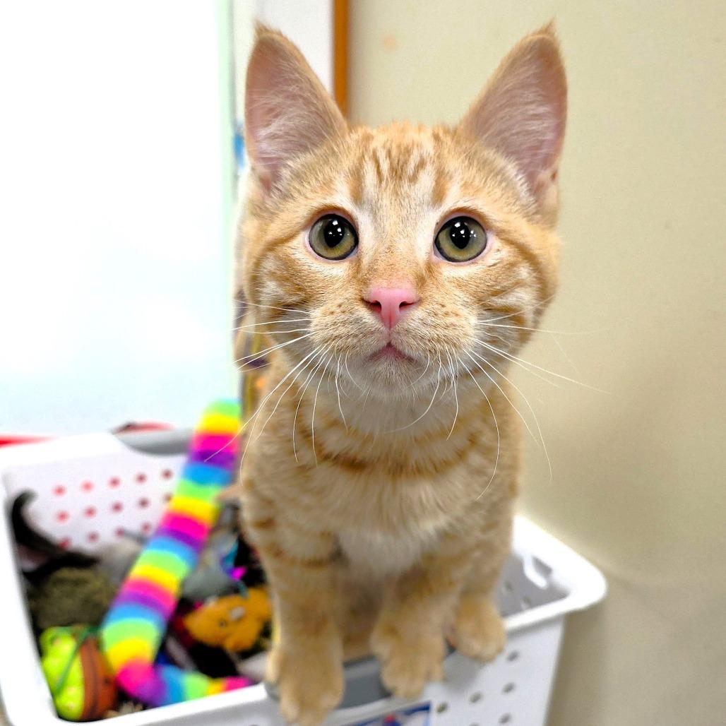 Enlarge Obi, a Adoptable Domestic Short Hair in Michigan City, IN image 3/6