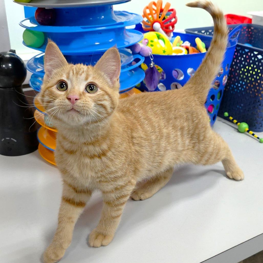 Enlarge Obi, a Adoptable Domestic Short Hair in Michigan City, IN image 5/6