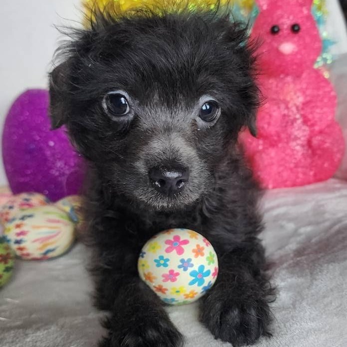 Enlarge Rebel, a ADOPTABLE mixed breed in Spanaway, WA image 1/4